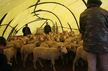 Bu ilde kurbanda dişi küçükbaş hayvan kesimi yasak