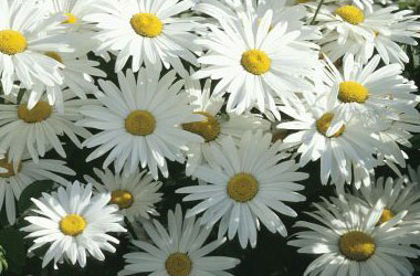 Nefes darlığına ve saraya iyi gelir