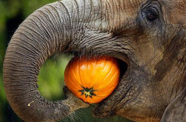 Rızık peşindeki hayvanlar