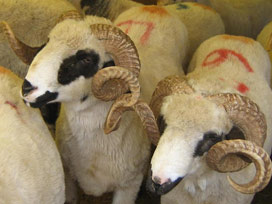 Cuma hutbesinde, kurbanlıklara eziyet edilmemesi anlatılacak