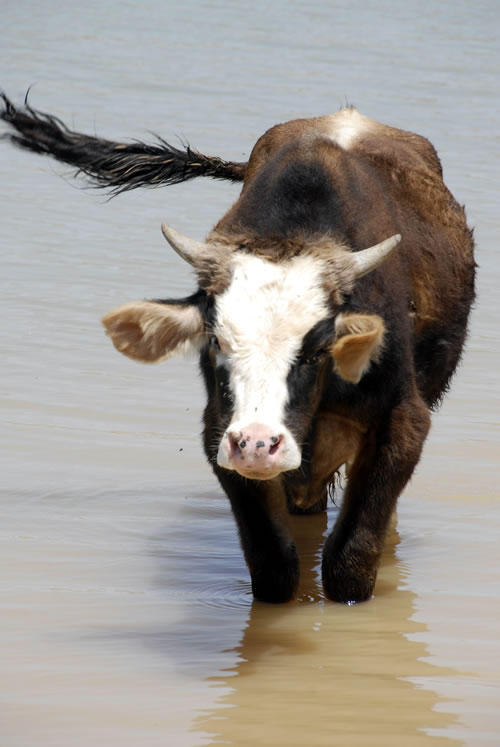 Kurbanın sağlıklı olduğunu nasıl anlarsınız?