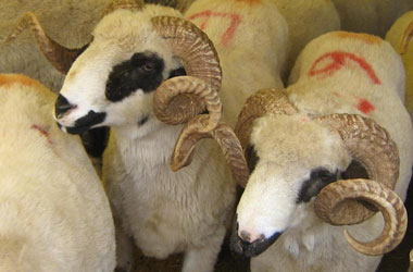 Kurbanlıklara gebelik testi yapılıyor