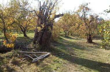 Bu da Van'ın cennet bahçesi