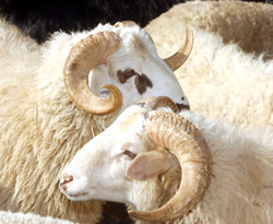 Kurban kesim ihalesinde yolsuzluk