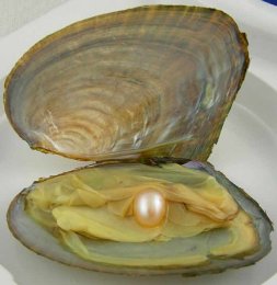 Midyedeki civa miktarı grip aşısındakinden 100 kat daha fazla