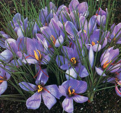 Safran toplanmaya başlandı