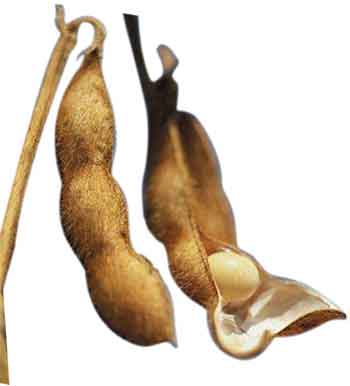 Bu güne kadar Türkiye'ye giren soyaların yüzde 90'ı GDO'luydu