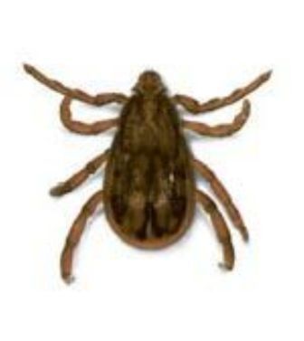 Her eve kene çıkarma kartı dağıtılacak