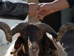 Kurbanlık pazarlığını tokalaşmadan yapın