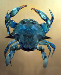 Çinekop avında mavi yengeç yakalandı