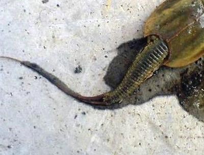 Rusya'yı korkutan tuhaf canlı türü