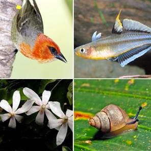 İşte nesli tükenmek üzere olan hayvanlar