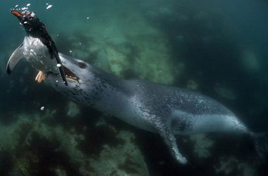 Pengueni böyle yuttu