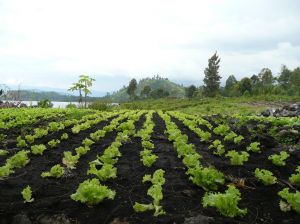 İhracat desteği verilecek ürünler