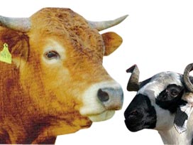 Vekalet verdiği kurbanı kesilmeyenler ne yapmalı