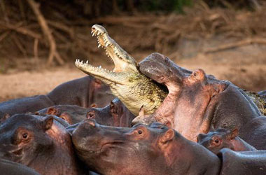 Timsah da bir gün avlanır