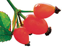 Eklem ağrılarına kuşburnu tozu