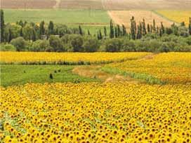 Hangi ürüne ne kadar destekleme ödenecek?