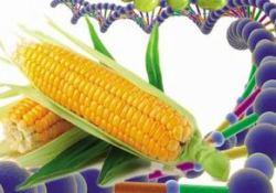 GDO'lu ürün üretene 10 yıl hapis