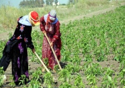 Kadına bir darbe de iklim değişikliğinden
