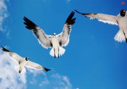 Göçmen Kuşlarda Kuş Gribi Alarmı