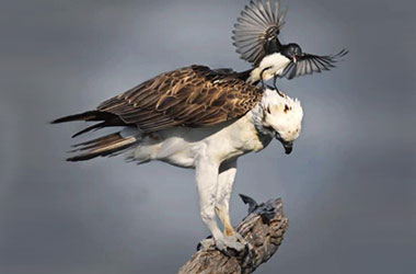 En hareketli kareler