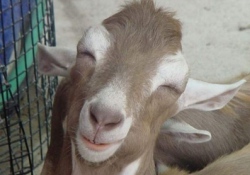 Etin pahalı olması kurbanlık fiyatlarını yüzde 30 artırdı