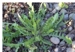 Muhteşem bitki: Her derde deva