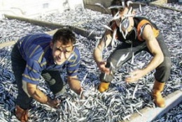 Hamsi ihracatı balıkçının yüzünü güldürdü