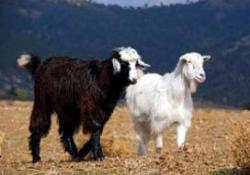 Kıl keçisi azaldı fiyatları arttı