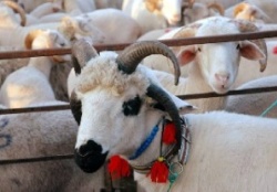 Kurban kesiminde rapora dikkat