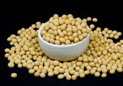 Soya doğurganlığı kötü etkiliyor!