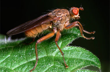 Sinek molekülüyle kansere çare