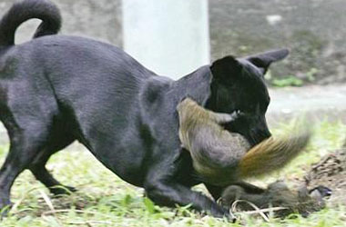 Anne sincapın şefkati