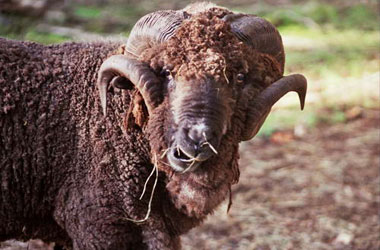 İçimizdeki İsmail'i kurban etmek...