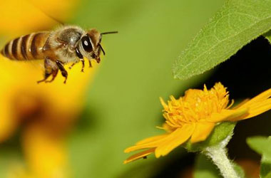 Arılar, insan yüzünü başka şekillerden ayırt edebiliyor