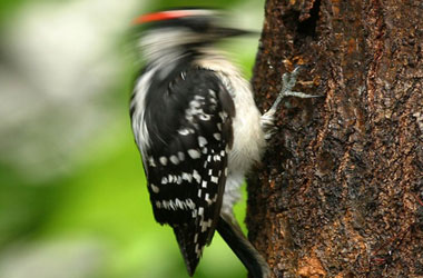 Ağaçkakanın annelik şefkati