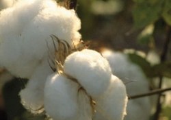 Pamuk, geleceğin en önemli besin maddesi olabilir