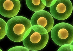 Gıdadan bulaşan 250 çeşit hastalık var