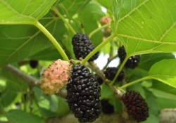 Şifa kaynağı karadut pekmezi