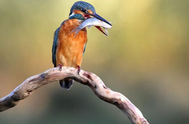 Kuşların dünyasına yolculuk