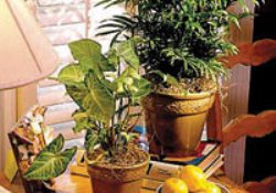 Evinizin havası sağlıklı mı?