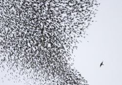 Roma'nın Sığırcık Derdi