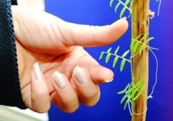 En organik 4 bin yıllık mercimek