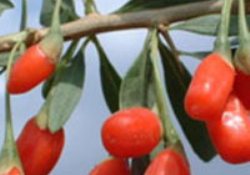 Böbrek ve karaciğerin tatlı ilacı