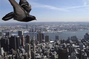 Güvercin gözüyle yaşam...