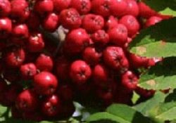 Son yıllardan en çok aranan meyve