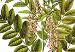 Meyankökü Beyne Faydalı