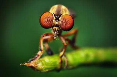 Dünyanın en güzel sineği-FOTO