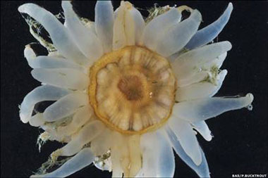 Karbondioksit seven canlı bulundu